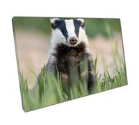 European Badger After Cautiously Leaving Their Burrow Exploring The Grassy Ground Wall Art Print On Canvas Picture For Home Office Decor 45x30cm (18x12In)