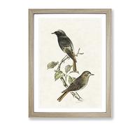 European Black Redstart By Von Wright Vintage Framed Print | A2 Oak Framed Wall Art | Ready to Hang | Classic Nature Picture | Living Room Bedroom Lounge Office
