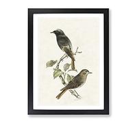 European Black Redstart By Von Wright Vintage Framed Print | A3 Black Framed Wall Art | Ready to Hang | Classic Nature Picture | Living Room Bedroom Lounge Office