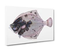 European Flouder Fish By Edward Donovan Canvas Print | Gallery Wrapped 30mm Frame Wall Art | 30x20 inches | Ready to Hang | Retro Animals Picture | Living Room Bedroom Lounge Office