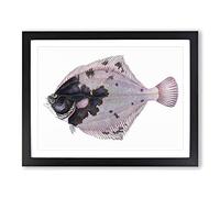 European Flouder Fish By Edward Donovan Vintage Framed Print | A2 Black Framed Wall Art | Ready to Hang | Classic Animal Picture | Living Room Bedroom Lounge Office