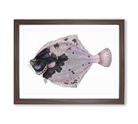 European Flouder Fish By Edward Donovan Vintage Framed Print | A2 Walnut Framed Wall Art | Ready to Hang | Classic Animal Picture | Living Room Bedroom Lounge Office