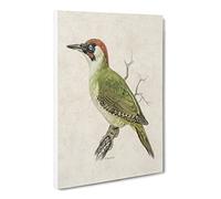 European Green Woodpecker By Von Wright Canvas Print | Gallery Wrapped 30mm Frame Wall Art | 24x16 inches | Ready to Hang | Retro Picture | Living Room Bedroom Lounge Office