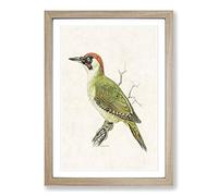 European Green Woodpecker by Von Wright Framed Print | A2 Oak Framed Wall Art | Ready to Hang | Modern Animal Picture | Living Room Bedroom Lounge Office