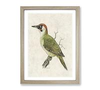 European Green Woodpecker By Von Wright Vintage Framed Print | A2 Oak Framed Wall Art | Ready to Hang | Classic Animal Picture | Living Room Bedroom Lounge Office