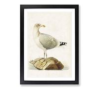 European Herring Gull by Von Wright Framed Print | A2 Black Framed Wall Art | Ready to Hang | Modern Animal Picture | Living Room Bedroom Lounge Office