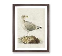 European Herring Gull By Von Wright Vintage Framed Print | A4 Walnut Framed Wall Art | Ready to Hang | Classic Animal Picture | Living Room Bedroom Lounge Office