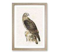 European Honey-Buzzard by Von Wright Framed Print | A2 Oak Framed Wall Art | Ready to Hang | Modern Nature Picture | Living Room Bedroom Lounge Office