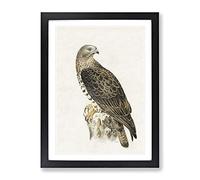 European Honey Buzzard By Von Wright Vintage Framed Wall Art Print, Ready to Hang Picture for Living Room Bedroom Home Office Décor, Black A3 (34 x 46 cm)