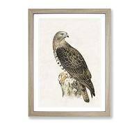 European Honey Buzzard By Von Wright Vintage Framed Wall Art Print, Ready to Hang Picture for Living Room Bedroom Home Office Décor, Oak A3 (34 x 46 cm)