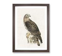 European Honey Buzzard By Von Wright Vintage Framed Wall Art Print, Ready to Hang Picture for Living Room Bedroom Home Office Décor, Walnut A3 (34 x 46 cm)
