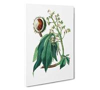 European Horse-Chestnut Tree Illustration Canvas Print | Gallery Wrapped 30mm Frame Wall Art | 30x20 inches | Ready to Hang | Modern Animals Picture | Living Room Bedroom Lounge Office