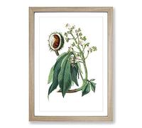 European Horse-Chestnut Tree Illustration Framed Print | A2 Oak Framed Wall Art | Ready to Hang | Modern Floral Picture | Living Room Bedroom Lounge Office