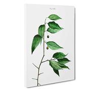 European Nettle Tree by Pierre-Joseph Redoute Canvas Print | Gallery Wrapped 30mm Frame Wall Art | 30x20 inches | Ready to Hang | Modern Landscape Picture | Living Room Bedroom Lounge Office