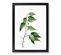 European Nettle Tree by Pierre-Joseph Redoute Framed Print | A2 Black Framed Wall Art | Ready to Hang | Modern Floral Picture | Living Room Bedroom Lounge Office