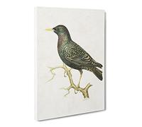 European Starling By Von Wright Canvas Print | Gallery Wrapped 30mm Frame Wall Art | 30x20 inches | Ready to Hang | Retro Picture | Living Room Bedroom Lounge Office