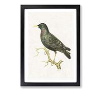 European Starling by Von Wright Framed Print | A2 Black Framed Wall Art | Ready to Hang | Modern Nature Picture | Living Room Bedroom Lounge Office