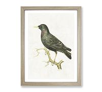 European Starling By Von Wright Vintage Framed Print | A3 Oak Framed Wall Art | Ready to Hang | Classic Nature Picture | Living Room Bedroom Lounge Office