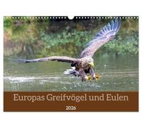 Europe's birds of prey and owls UK-Version (Wall Calendar 2026 DIN A3 Landscape), CALVENDO 12 Month Wall Calendar