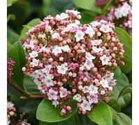 'Eve Price' Viburnum Tinus Pollinator Half Standard Evergreen RHS Award, 160-70cm (height including pot)