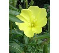 Evening Primrose 30ml Dosage Flower Essences prepard from FES Stock essences