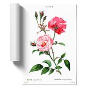Ever-blowing Pink Roses by Pierre-Joseph Redoute Design | Unframed Wall Art Print | Ready to Frame Poster | Modern Home Decor Picture | Artwork for Living Room or Office | A4 (21x29.7 cm)
