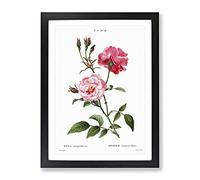 Ever Blowing Pink Roses By Pierre Joseph Redoute Vintage Framed Print | A3 Black Framed Wall Art | Ready to Hang | Classic Nature Picture | Living Room Bedroom Lounge Office