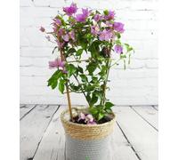 Evergreen scrubby Vine on frame - Real Live Bougainvillea NOT IN BLOOM - Purple Blooms - Flowering Mediterranean Plant