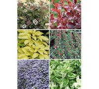 YouGarden Evergreen Shrub Collection 6 Pack - Size: 9 x 9 x 20cm - Multi - Wilko