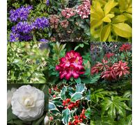 Evergreen Shrub Ready-Made Border