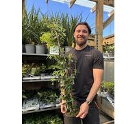 Evergreen Star Jasmine Climber | Fragrant White Flowers | Exactly like our photo | 90-100cm including growers pot