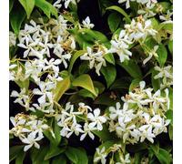 Evergreen Star Jasmine Trachelospermum Jasminoides Evergreen Climber RHS Award, Medium (Growers pot width 14cm | Current height including pot 60-70cm)