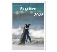 Everyday life with the penguins on the Falklands UK-Version (Wall Calendar 2026 DIN A4 Portrait), CALVENDO 12 Month Wall Calendar