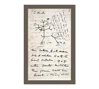 EvolveFISH Darwin's Tree of Life Poster - [11" x 17"]