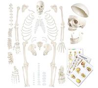 Evotech Disarticulated Human Skeleton Model For Anatomy 67 inch High, Full Size Skeleton Models with Skull, Spine, Bones, Articulated Hand & Foot, for Anatomy Medical Learning
