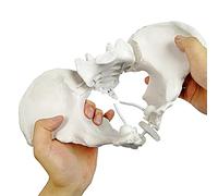 Evotech Flexible Female Pelvis Model On Elastic, Life Size Female Pelvic Skeleton Model W/Bungee, Anatomy Medical Model for Science Education, Midwife in Obstetrics, Gynecology & Patent Communication