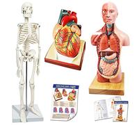 Evotech Human Body, Skeleton and Heart Models-Best Anatomy Model Bundle Set of 3 Hands-on 3D Model Study Tools for Medical Student or as Educational Kit for Kids