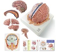 Evotech Human Brain Model w/Arteries, 7 Parts Life Size Anatomy Brain Model on a Base Show Horizontal Plain Through Eyeball Level for Science Classroom Study Display, Manual Included