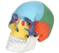 Evotech Human Colored Skull Anatomical Model, 3 Part Life Size 9" Medical Quality Didactic Exploded Head Skull Model- Removable Skull Cap Shows Major Foramen, Fossa, and Canals - for Medical Student