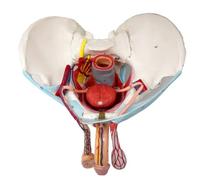 EVOTECH Male Pelvis Model with Removable Organs, 11 Part Life Size Male Pelvic Floor Muscle Anatomical Model with Urinary and Reproductive System Magnetic Mounting for Teaching Learning Display