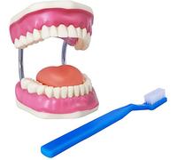 EVOTECH SCIENTIFIC Dental Teeth Care Model, W/Giant Toothbrush, 32 Teeth, Students Dental Care Teaching Demonstration Model, Adult Standard Typodont Demonstration Teeth Model