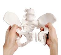 EVOTECH SCIENTIFIC Flexible Female Pelvis Model, Hip Model, Life Size, Female Pelvic Skeleton Model, Medical Quality, Anatomy for Science Classroom Study Display Teaching Medical Model