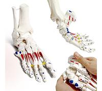 EVOTECH SCIENTIFIC Foot Skeleton Model On Elastic, W/Tibia-Fibula Stump Strung Elastic Bungee Muscle Insertions Origins for Accurate Study Kinematics Podiatrist Orthotisit Physiotherapist