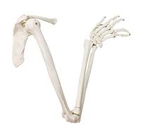 EVOTECH SCIENTIFIC Human Arm Skeleton Model, Life-Size Anatomical Arm, Includes All Arm Bones Plus Clavicle, Scapula and Articulated Hand Bone
