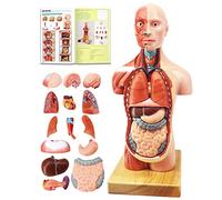 EVOTECH SCIENTIFIC Human Body Model for Anatomy, 15 Pcs 11 inch High Human Torso Anatomy Model with Heart Head Brain Skeleton Model, Medical Learning Tool,Preschool and School Education Display