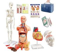EVOTECH SCIENTIFIC Human Body, Skeleton, Heart, Half Size Skull with Brain Anatomy Models-Best Anatomical Model Bundle Set of 4 Hands-on 3D Model Study Tools for Medical Student Study and Research