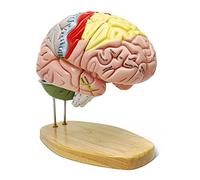 EVOTECH SCIENTIFIC Human Brain Model for Neuroscience Teaching with Labels 2X Enlarged Anatomy Model for Learning Science Classroom Study Display Medical Model,9 Colors to Identify Brain Functions
