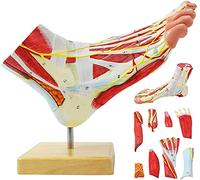 EVOTECH SCIENTIFIC Human Foot Anatomical Model Foot Joint Muscle Neurovascular Ligament Model Hand Foot Surgical Foot Model