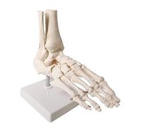 Evotech Scientific Human Foot and Ankle Model, Life Size Medical Anatomy Foot Skeleton Model W/Tibia Fibula, Right, Fully Articulated, Human Skeleton Model for Medical Study & Science Classroom