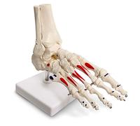 Evotech Scientific Human Foot and Ankle Model, Life Size W/Muscle Origin & Insertions Painted, Medical Anatomy Foot Skeleton Model W/Tibia Fibula, Right, Fully Articulated